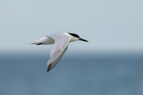 Sandwich Tern