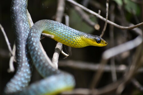 Common Tree Snake sighting