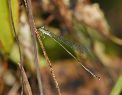 Pericnemis muragbonita