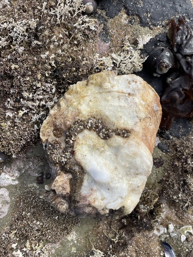 Giant Rock Scallop