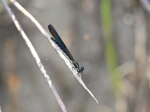 Rhinocypha colorata