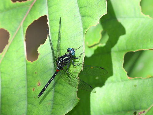 Diplacina bolivari