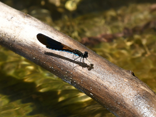 Rhinocypha colorata