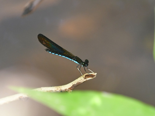 Rhinocypha colorata