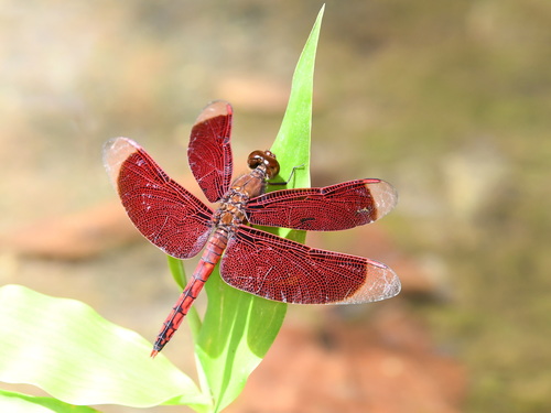 Red Percher