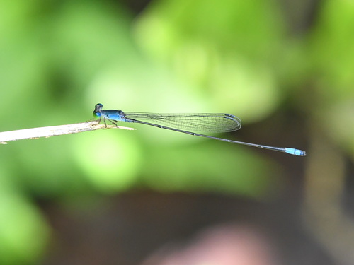 Teinobasis samaritis