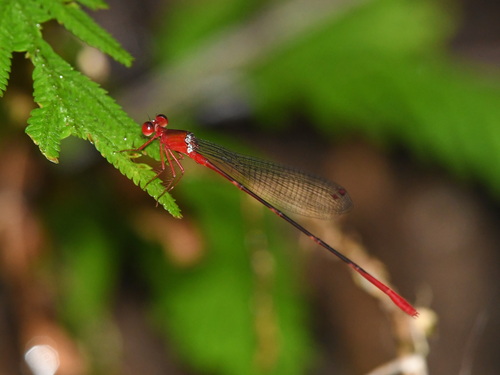 Risiocnemis appendiculata
