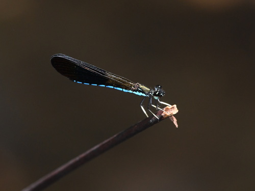 Rhinocypha colorata