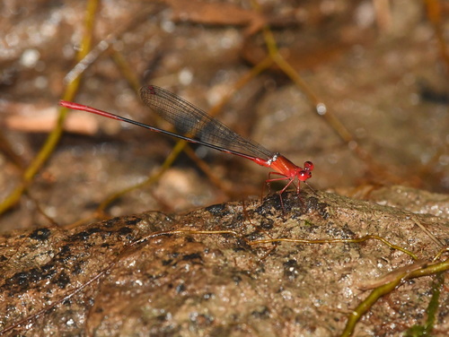 Risiocnemis appendiculata