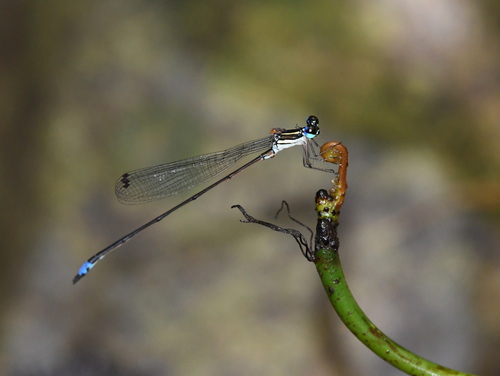Coeliccia dinoceras