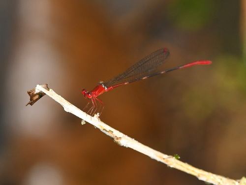 Risiocnemis appendiculata