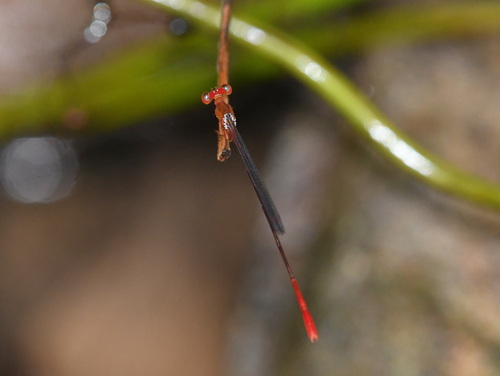 Risiocnemis appendiculata