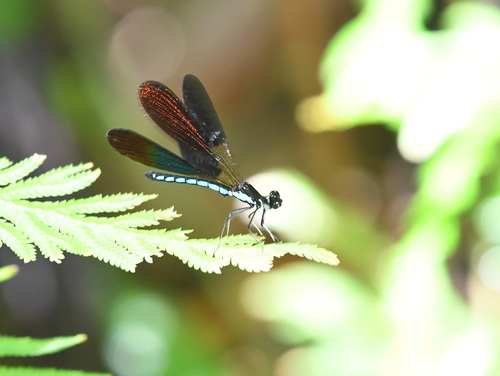 Rhinocypha colorata
