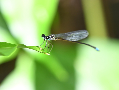 Coeliccia dinoceras