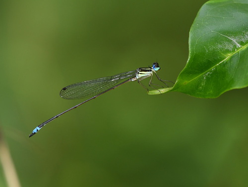 Coeliccia dinoceras