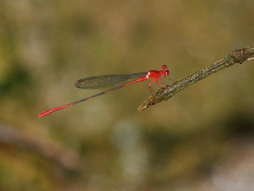 Risiocnemis appendiculata