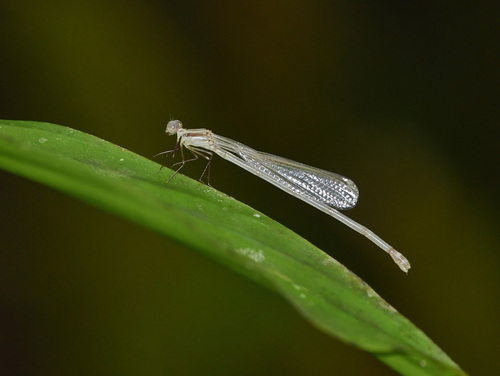 Coeliccia dinoceras