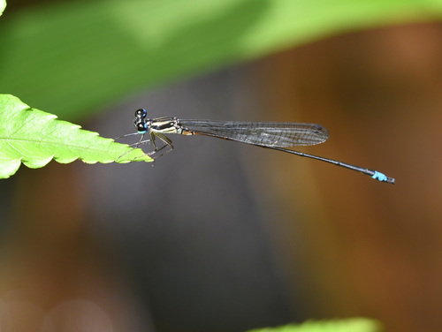 Coeliccia dinoceras