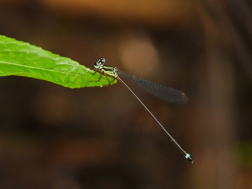 Coeliccia dinoceras