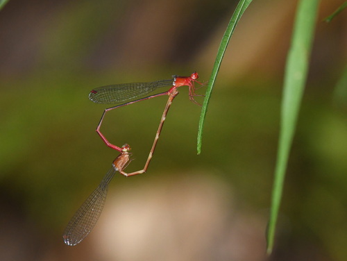 Risiocnemis appendiculata