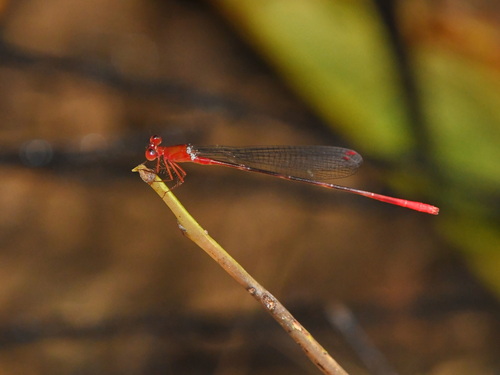 Risiocnemis appendiculata