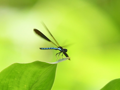 Rhinocypha colorata