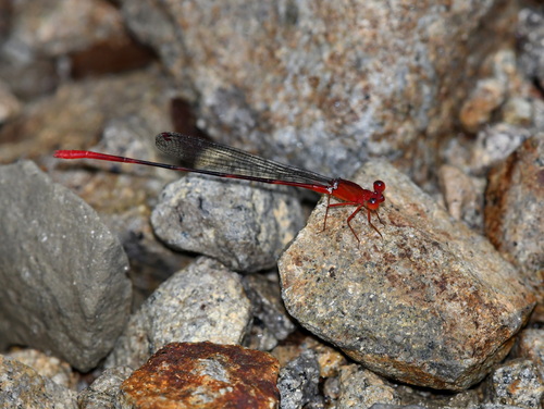 Risiocnemis appendiculata