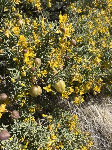 Bladderpod fruiting