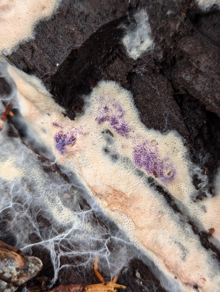 Mycorrhiza