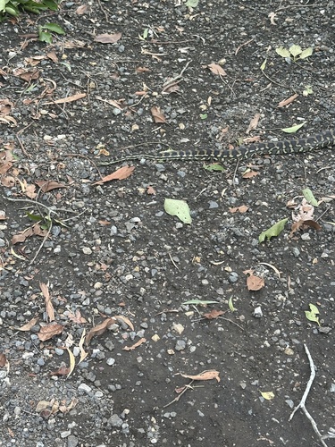 Coastal Carpet Python sighting