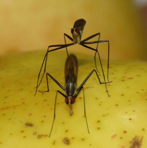 Telostylinus lineolatus