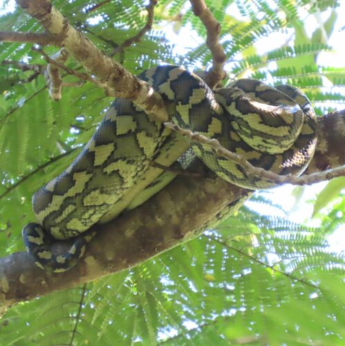 Coastal Carpet Python sighting