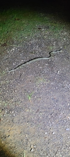 Coastal Carpet Python sighting