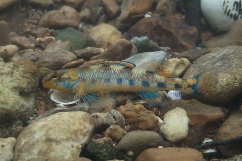 Warioto Darter