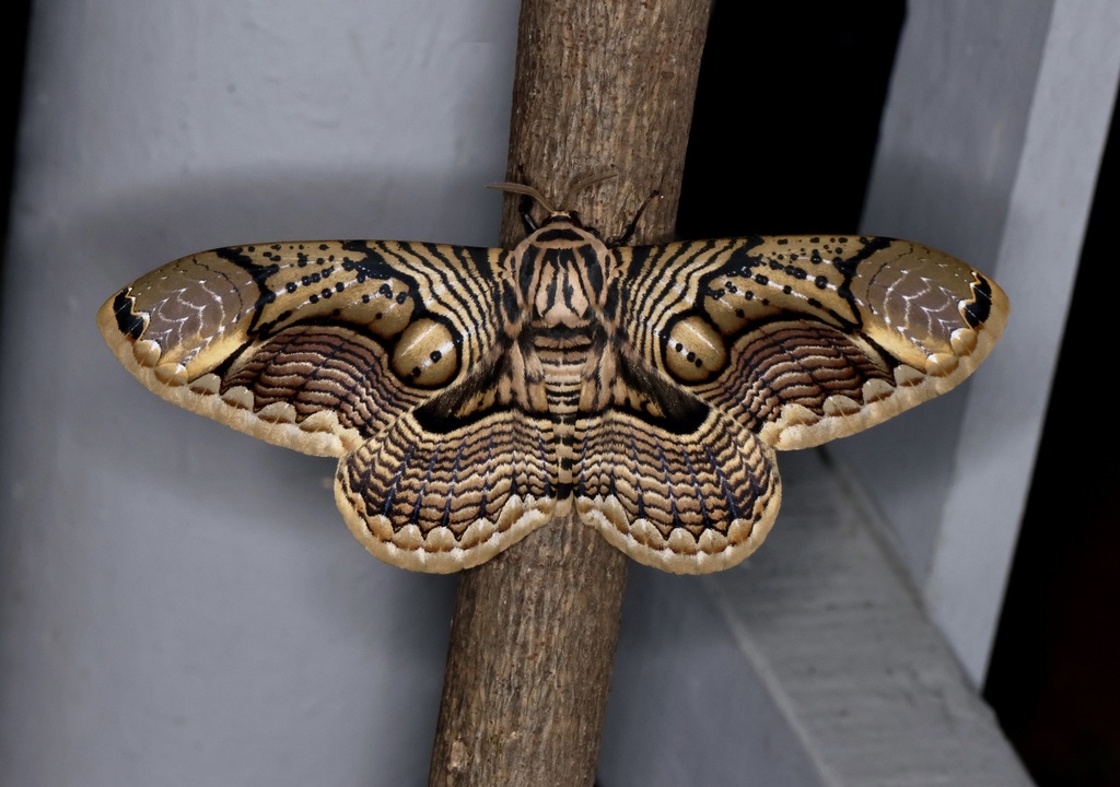 標本 China Brahmaea hearseyi 128mm One of the WORLD'S PRETTIEST Moths: Brahmaea hearseyi (Giant