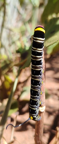 Isognathus caricae