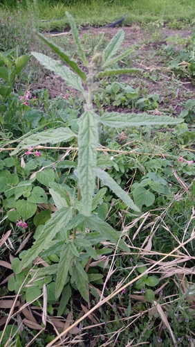narrowleaf globemallow