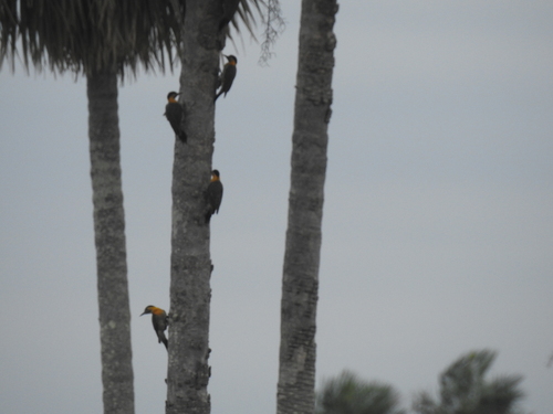 Campo Flicker