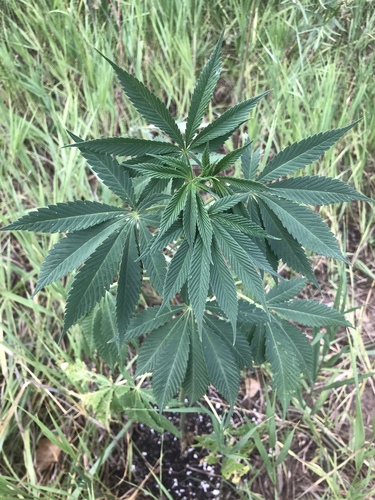 Cannabis