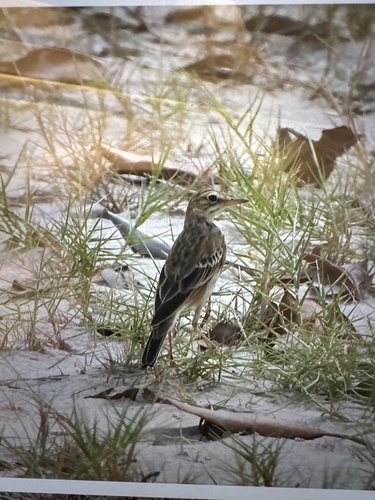 African Pipit