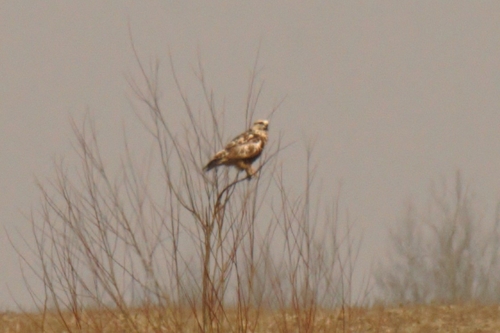 Rough-legged Hawk