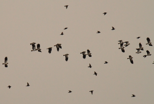 Northern Lapwing