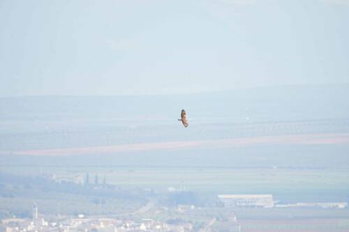 Avistamiento Águila perdicera o águila azor perdicera