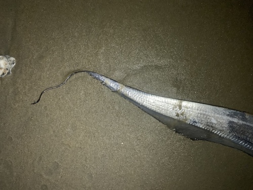 Largehead Hairtail