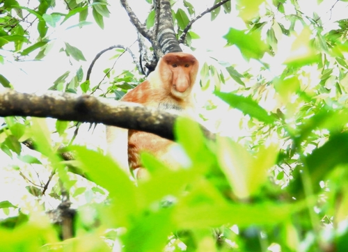 Proboscis Monkey