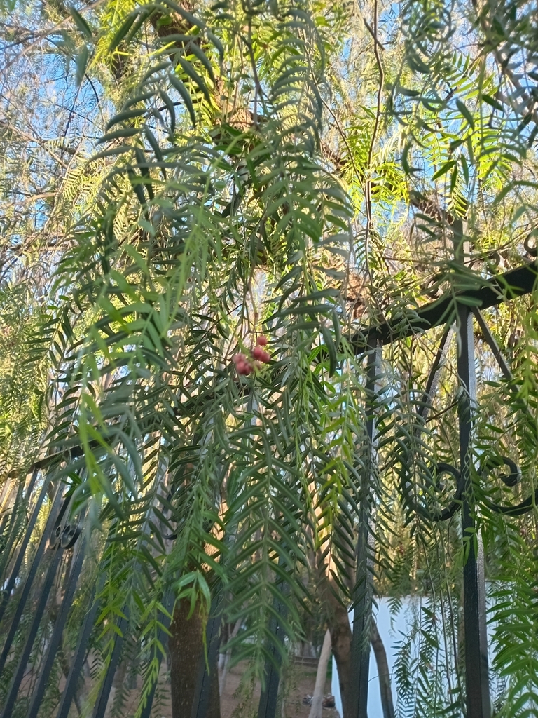 Peruvian Pepper Tree from Centro, Tequisquiapan, Qro., México on March ...