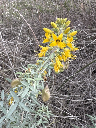 iNaturalist observation photo of Bladderpod