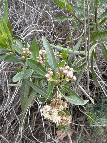 iNaturalist observation photo of mule fat