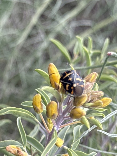 iNaturalist observation photo of Harlequin Bug