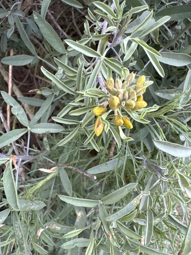 iNaturalist observation photo of Bladderpod